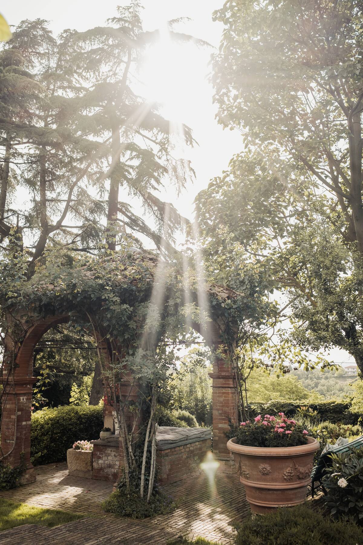 Pergolato di rose illuminato dai raggi del sole