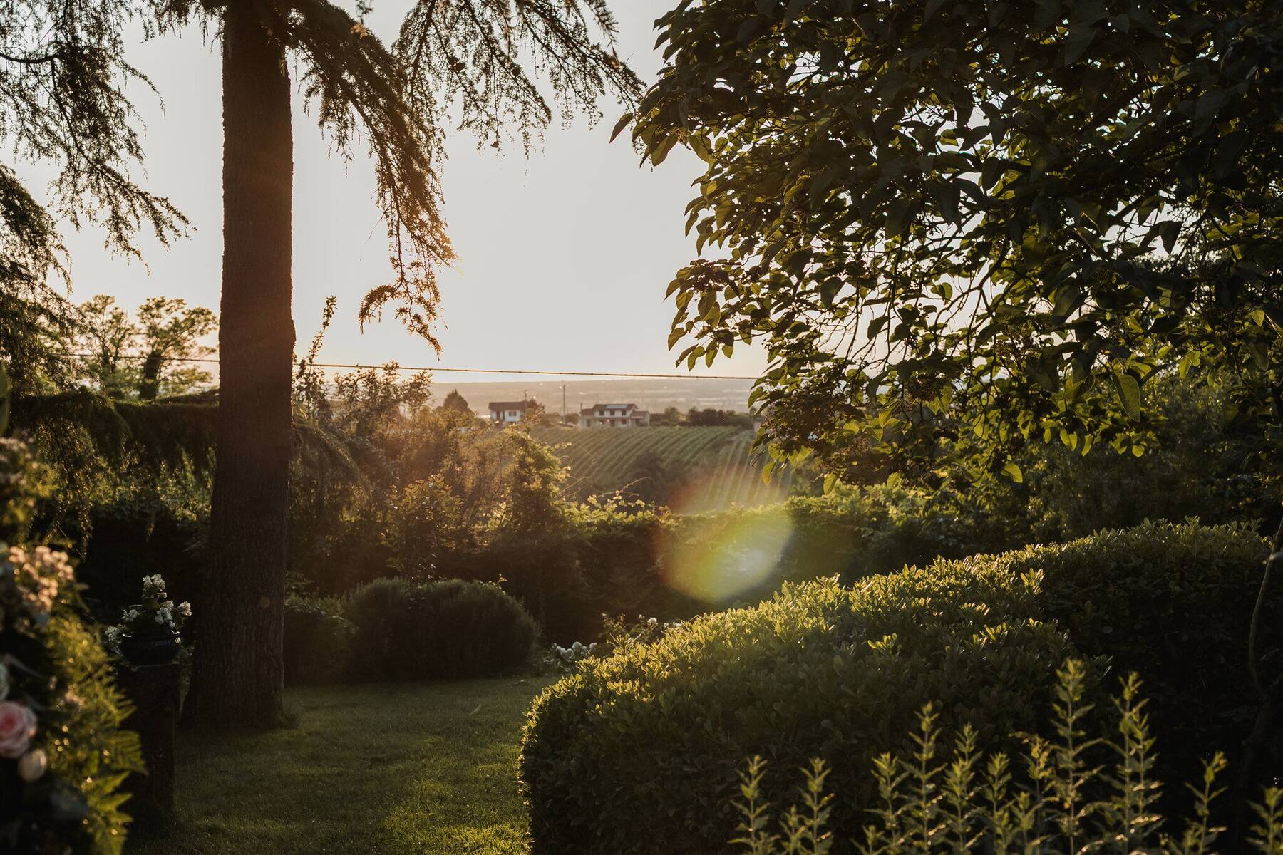 Vista dei vigneti dell'Oltrepo Pavese al tramonto dal giardino