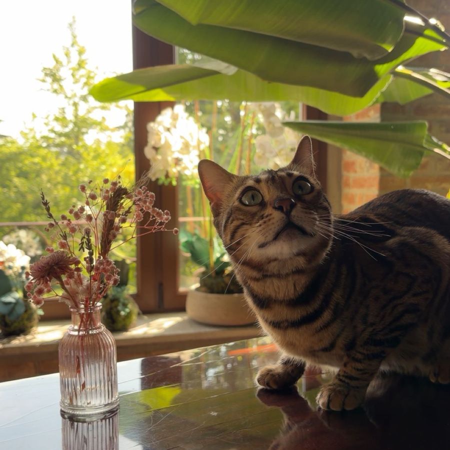 Deva, la gatta mascotte di Romito San Biagio
